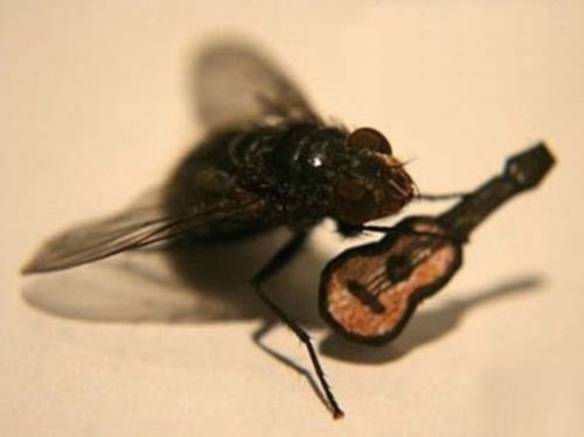 Mosca Musical