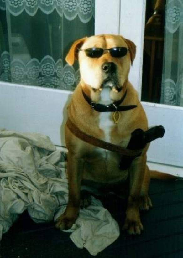 Imagem engraçada Cão de Guarda no iPiadas