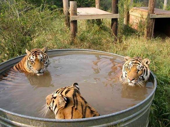 Imagem engraçada Banheira Conjunta no iPiadas