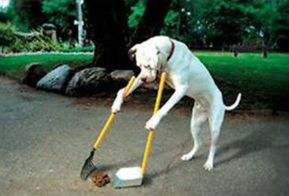 Imagem engraçada Cão Ideal no iPiadas