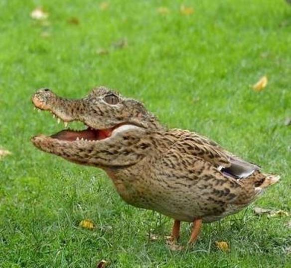 Imagem engraçada Pato Transgênico no iPiadas