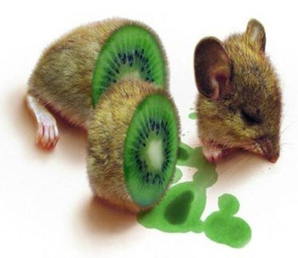Imagem engraçada Rato Kiwi no iPiadas