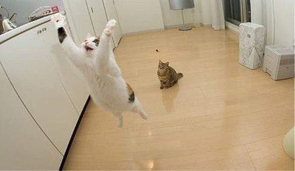 Imagem engraçada O Pulo do Gato no iPiadas