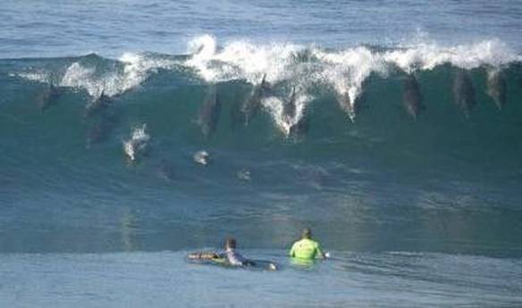 Imagem engraçada Surfe dos Golfinhos no iPiadas