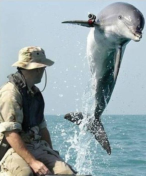 Imagem engraçada Golfinho Pesquisador no iPiadas