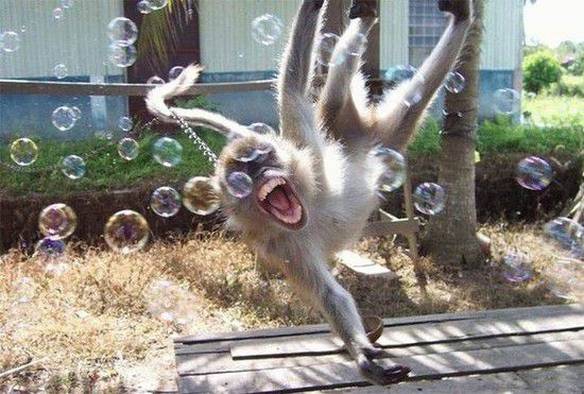 Imagem engraçada Macaco Louco no iPiadas