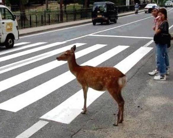 Imagem engraçada Bambi na Faixa no iPiadas