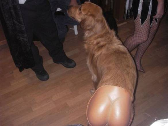 Imagem engraçada Cão Bundão no iPiadas