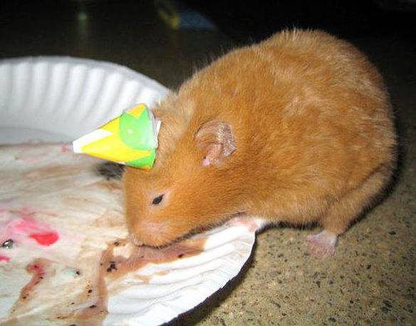 Imagem engraçada Aniversariante no iPiadas