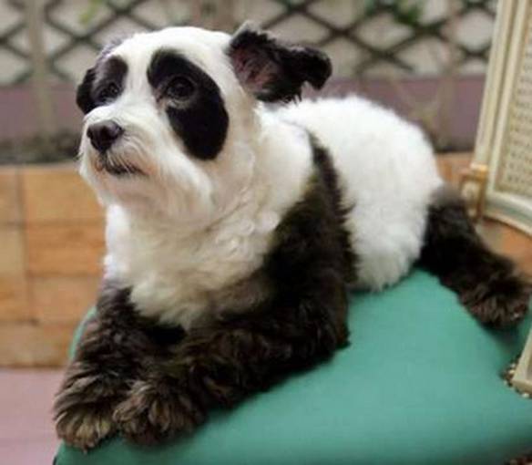 Imagem engraçada Cão-Panda no iPiadas