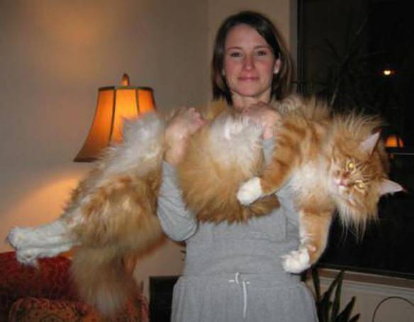 Imagem engraçada Gato Obeso no iPiadas