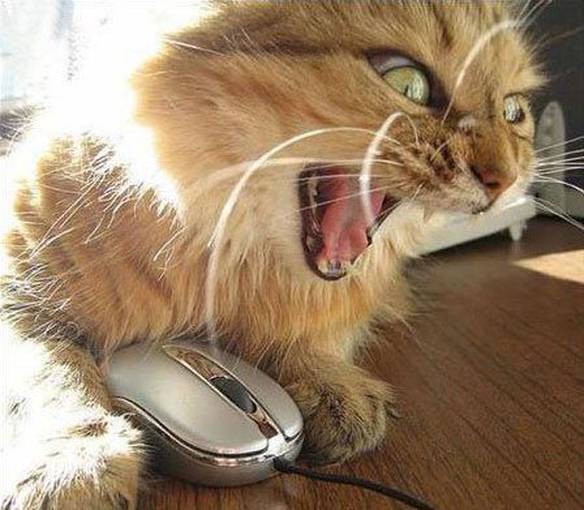 Imagem engraçada Mouse Capturado no iPiadas