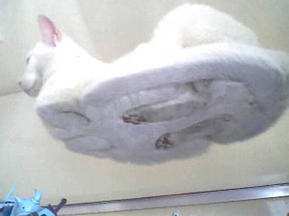 Imagem engraçada Peludinho no iPiadas