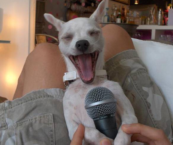Imagem engraçada Cão Cantor no iPiadas