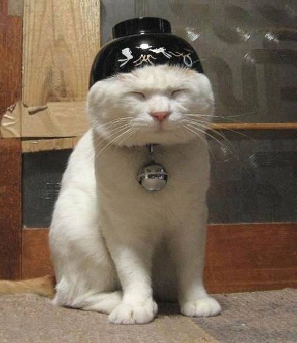 Imagem engraçada Gato Chinês no iPiadas