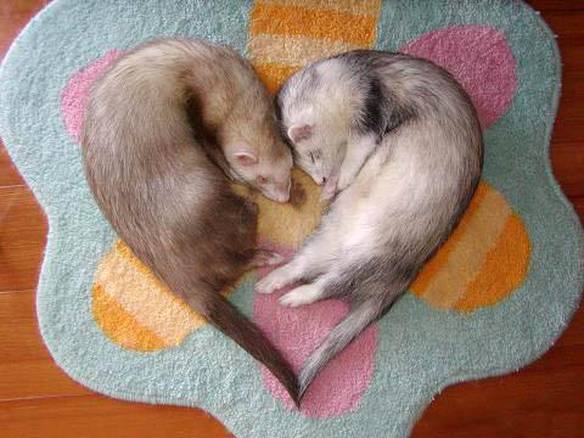 Imagem engraçada Amor dos Animais no iPiadas