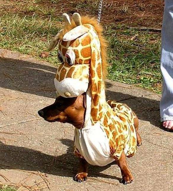 Imagem engraçada Cão Girafa no iPiadas