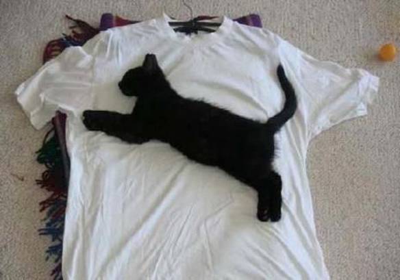 Imagem engraçada Puma no iPiadas