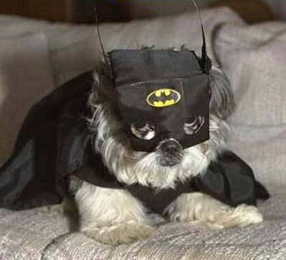 Imagem engraçada Batdog no iPiadas