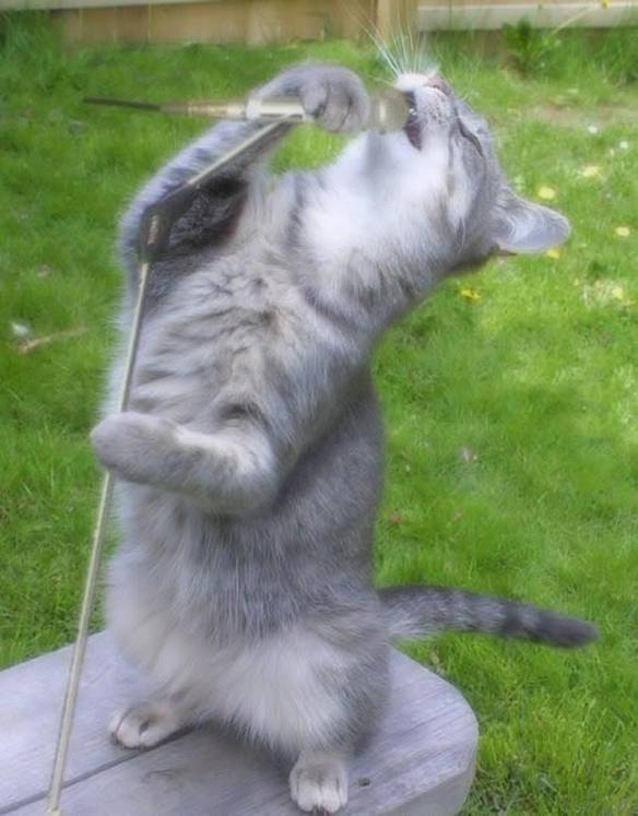 Imagem engraçada Gato Cantor no iPiadas