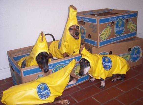 Imagem engraçada Banana Chiquita no iPiadas