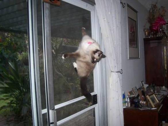 Imagem engraçada Gato Lagartixa no iPiadas