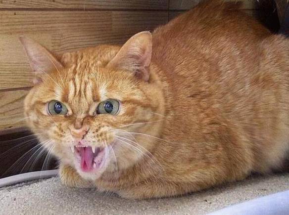 Imagem engraçada Gato Possuído no iPiadas