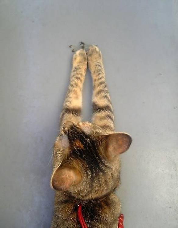 Imagem engraçada Gato Preciso no iPiadas