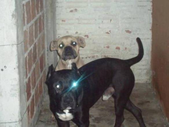 Imagem engraçada Cão Ciborgue no iPiadas