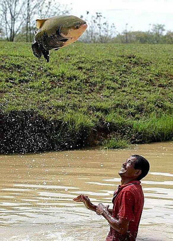 Imagem engraçada Peixe Voador no iPiadas