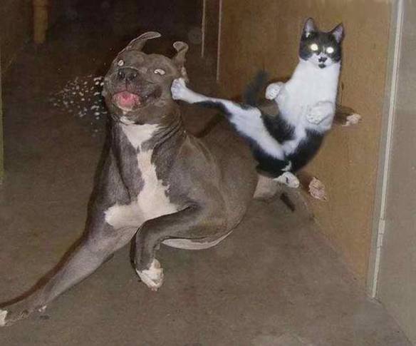 Imagem engraçada Gato Ninja no iPiadas