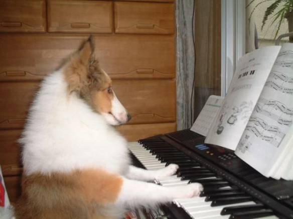 Imagem engraçada Cãozinho dos Teclados no iPiadas