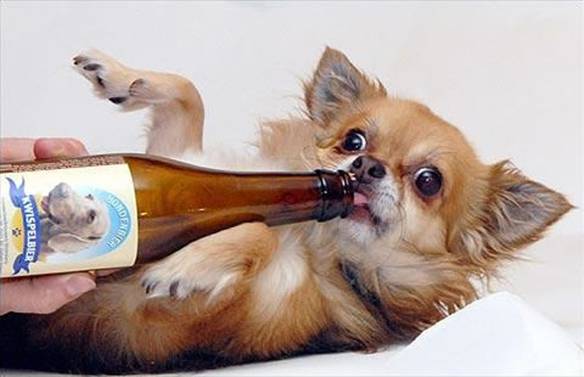 Imagem engraçada Cerveja Canina no iPiadas