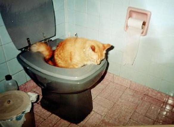 Imagem engraçada Usando a Privada no iPiadas