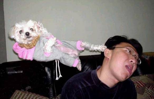 Imagem engraçada Cão Lutador no iPiadas