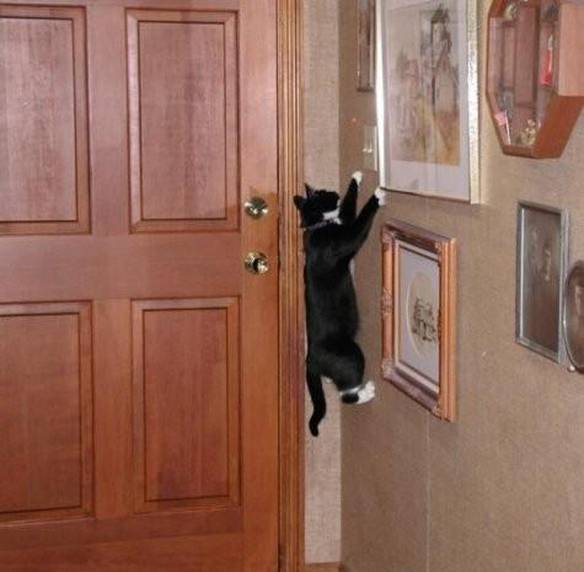Imagem engraçada Gato Aranha no iPiadas