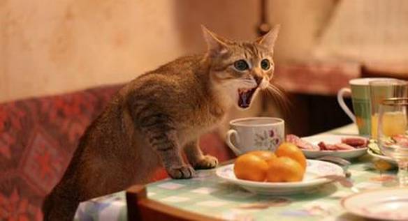 Imagem engraçada Gato surpreso no iPiadas