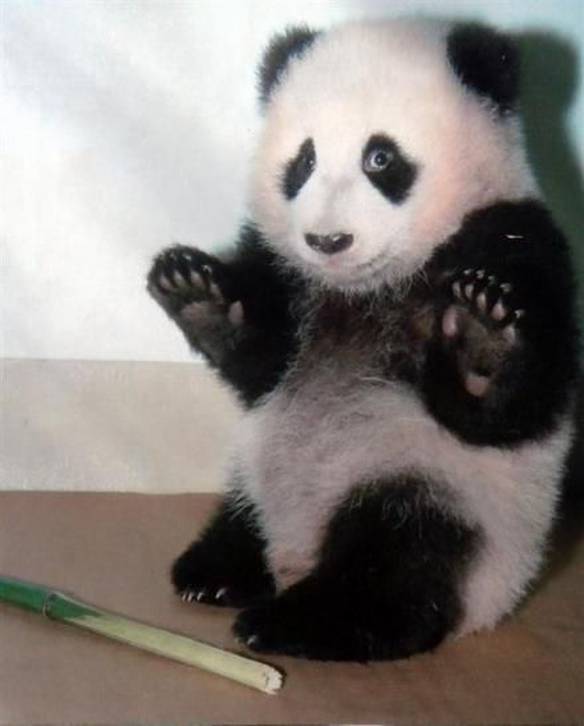 Imagem engraçada Panda Assustado no iPiadas