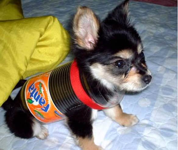 Imagem engraçada Cão Fantástico no iPiadas