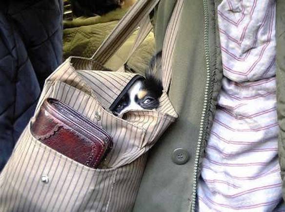 Imagem engraçada Infiltrando-se no iPiadas