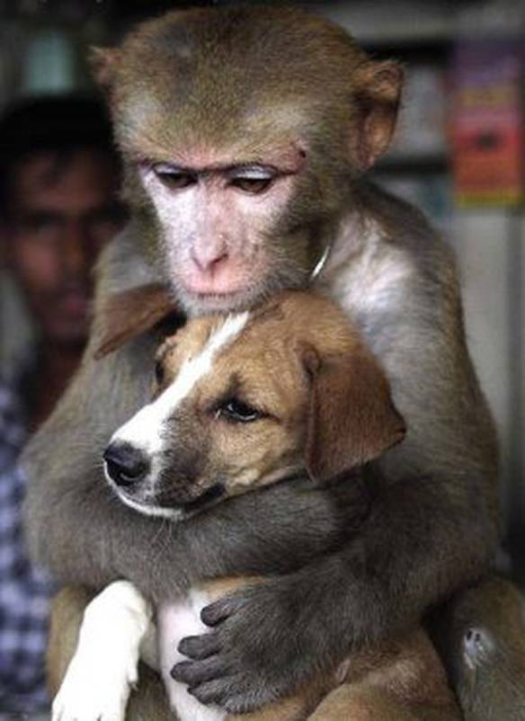 Imagem engraçada Cão de estimação no iPiadas