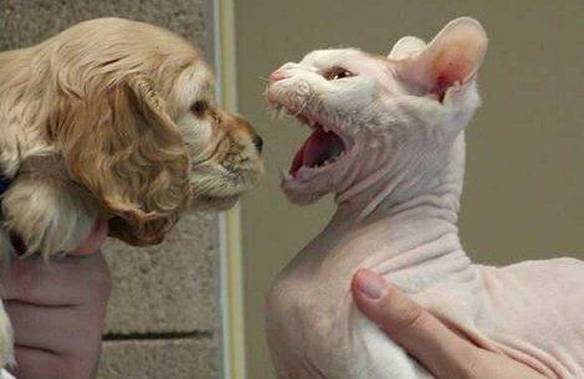 Imagem engraçada Gato do Demônio no iPiadas