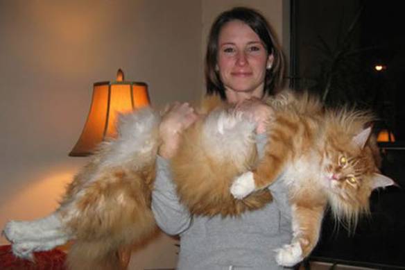 Imagem engraçada Gatinho no iPiadas