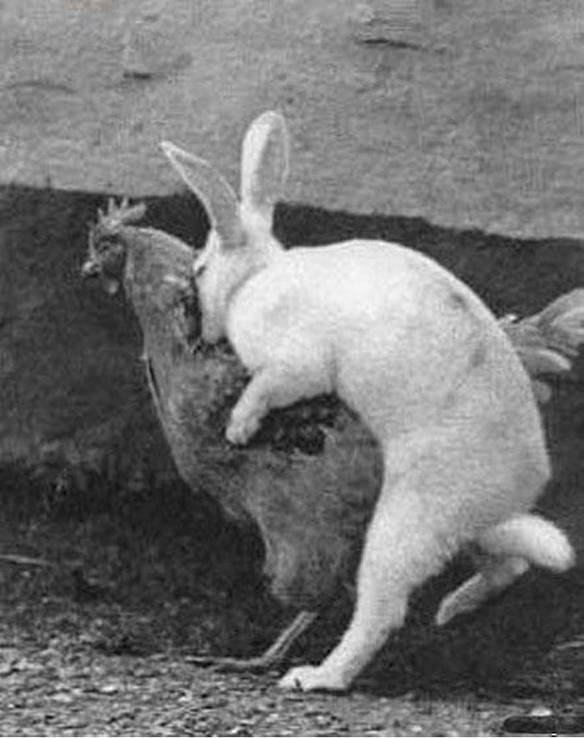 Imagem engraçada Coelho Míope no iPiadas
