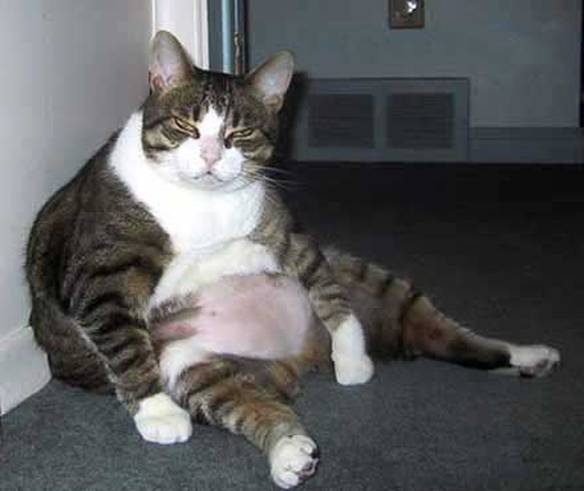 Imagem engraçada Gato sedentário no iPiadas
