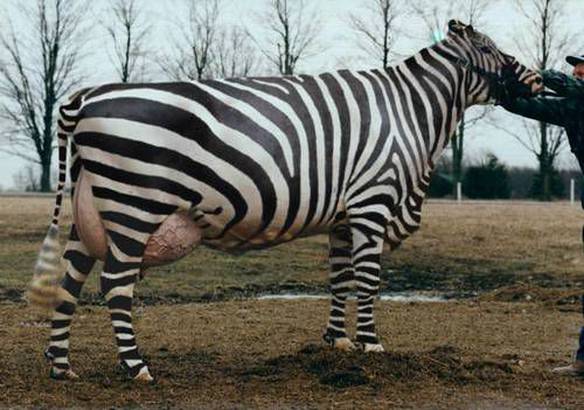 Imagem engraçada Zebra Transgênica no iPiadas
