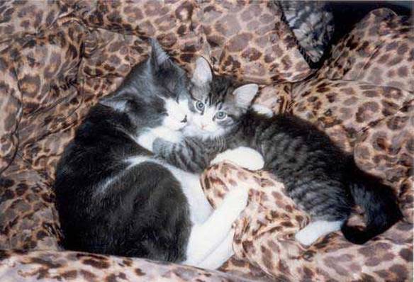 Imagem engraçada Amor dos gatos no iPiadas