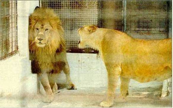 Imagem engraçada Discutindo a relação no iPiadas