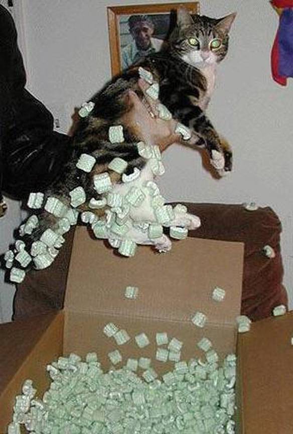 Imagem engraçada Gato estático no iPiadas