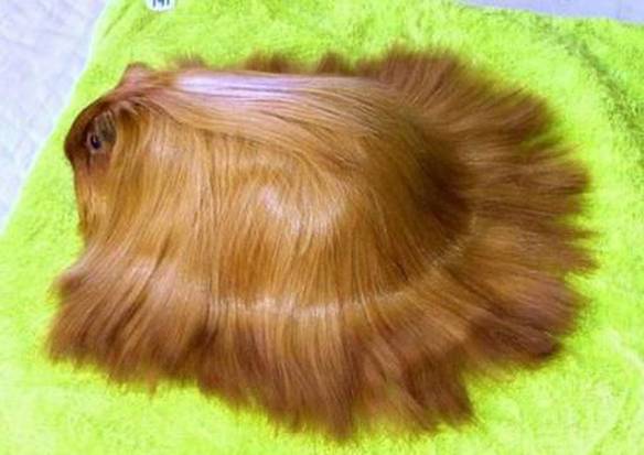 Imagem engraçada Tapete de pelos no iPiadas